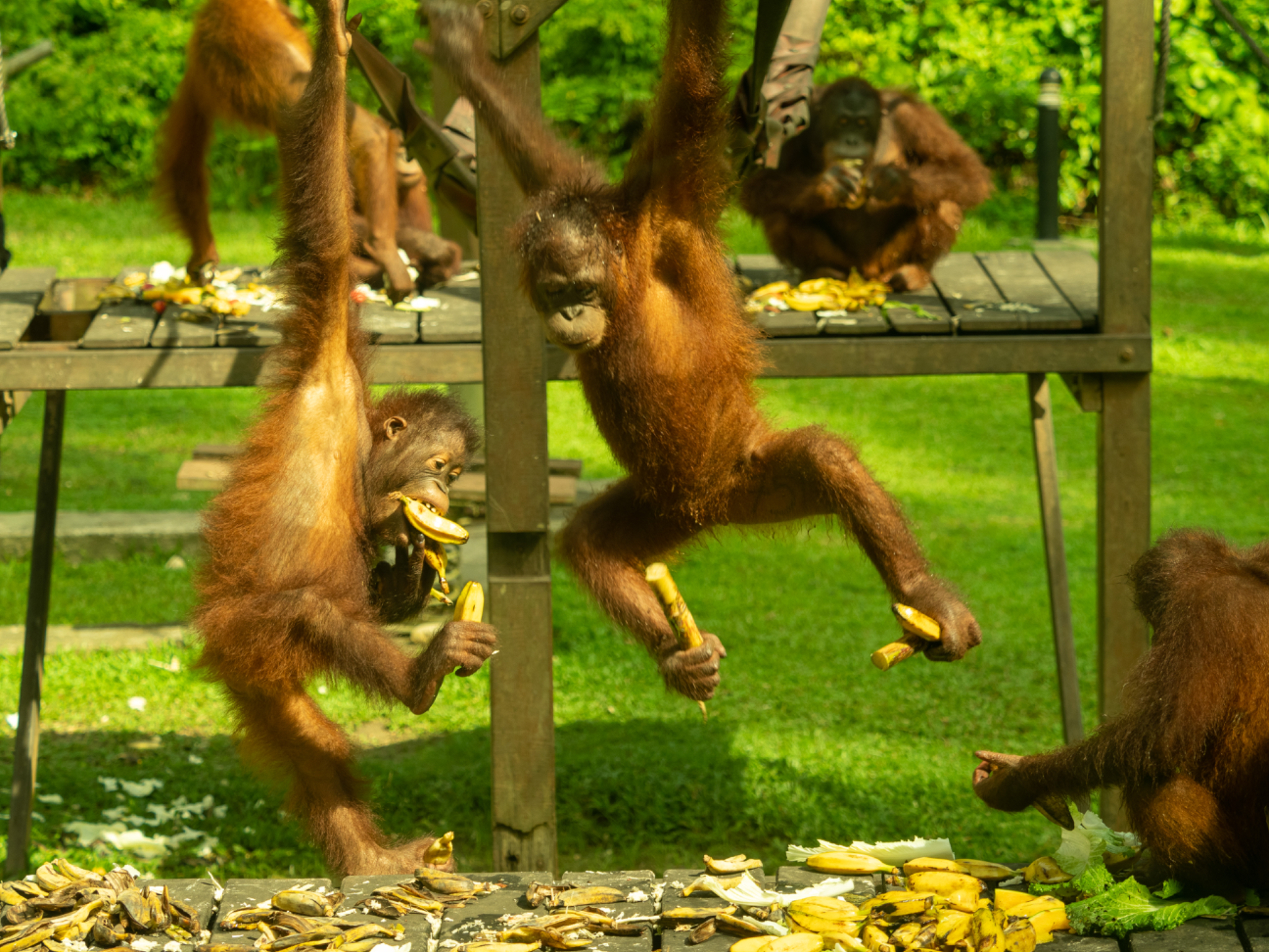 Orangutans feeding